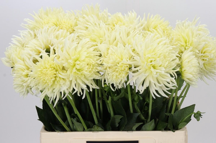 Dahlia Spider Wit