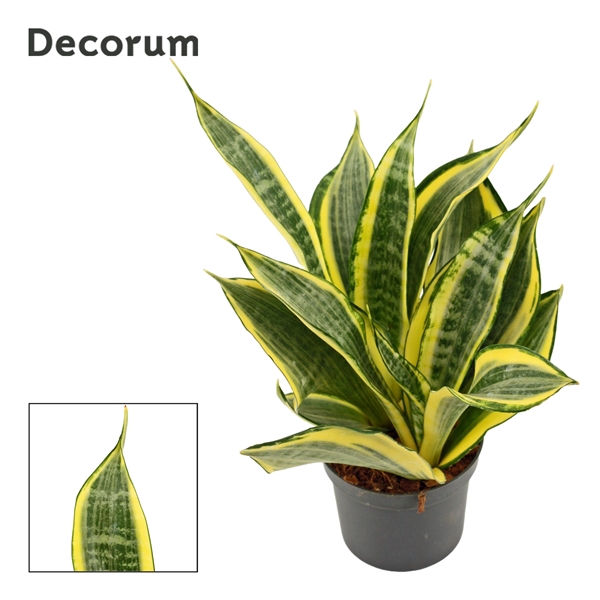 <h4>Sansevieria Hi Color 9 cm (Decorum)</h4>