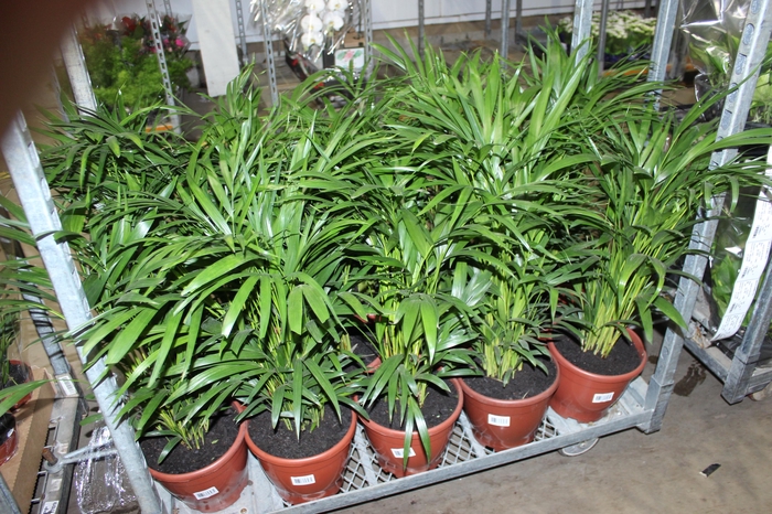 <h4>ARECA BAMBU P24</h4>
