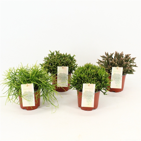 <h4>Rhipsalis gemengd</h4>