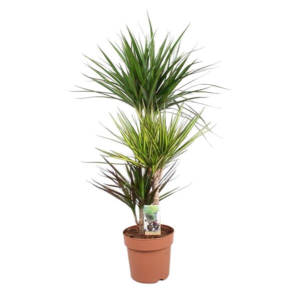 <h4>Dracaena marginata gemengd 3 soorten</h4>