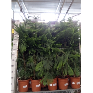 Araucaria heterophylla