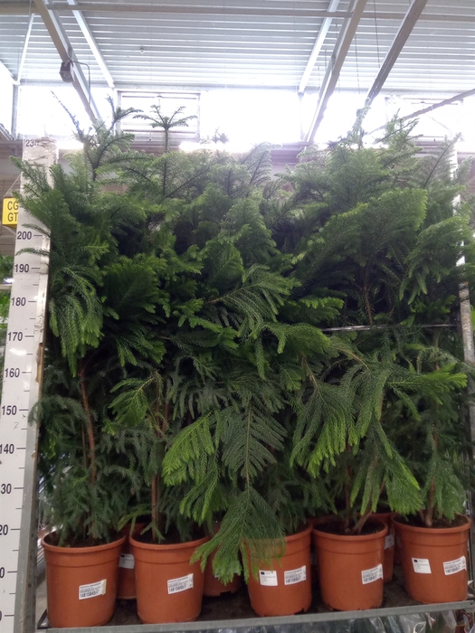 <h4>Araucaria heterophylla</h4>