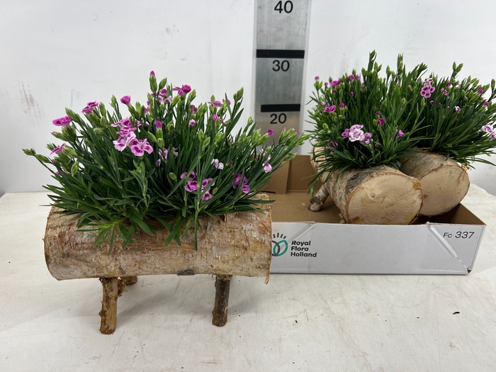 <h4>ARR TUINPLANTEN</h4>