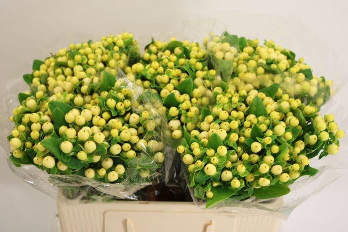 <h4>HYP MAG ROYAL CREAM</h4>