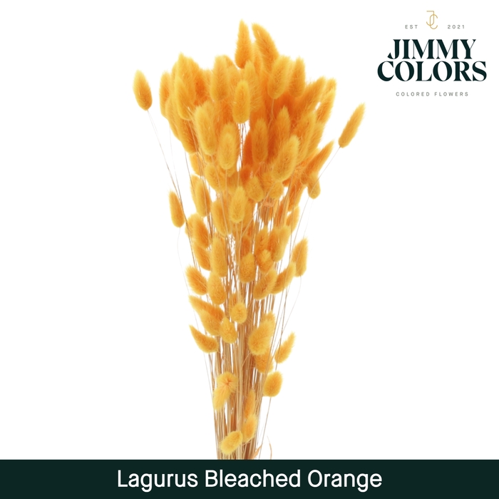 <h4>Lagurus bleached Orange</h4>