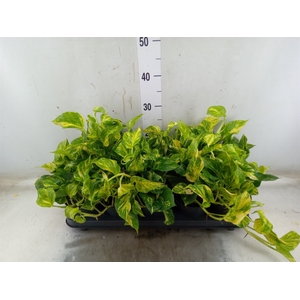 Epipremnum pinn. 'NJoy Gold'