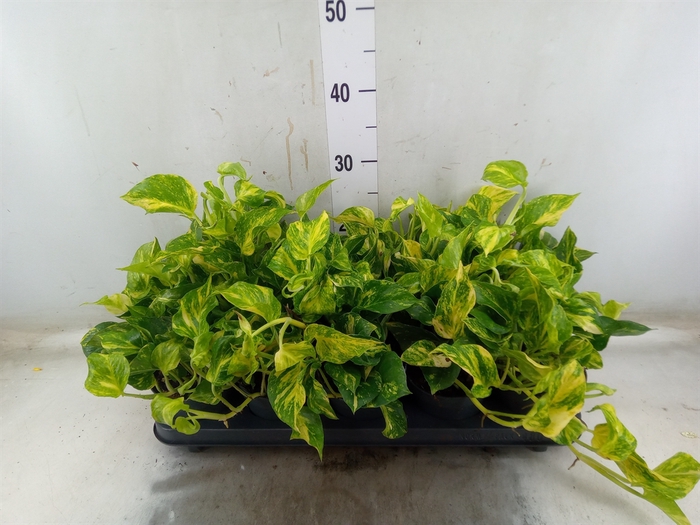 <h4>Epipremnum pinn. 'NJoy Gold'</h4>