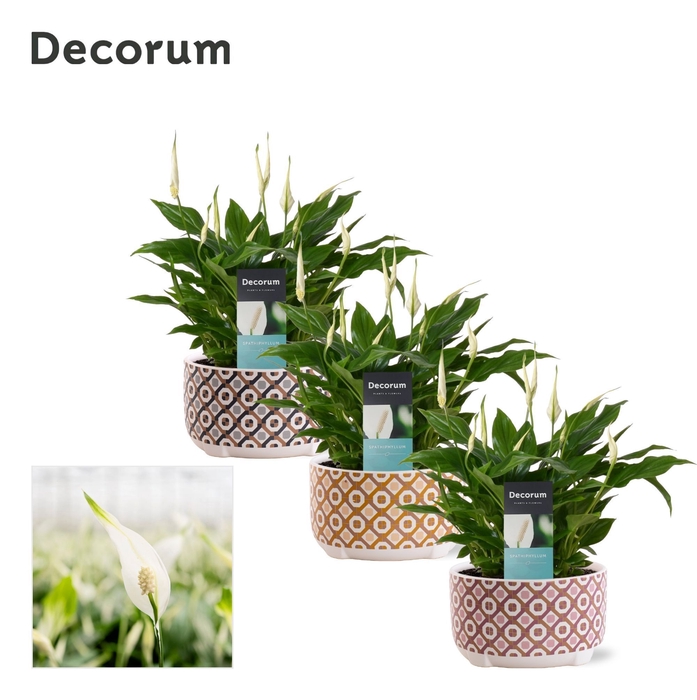 <h4>Spathiphyllum 17 cm Chopin in Vivienne - Luxury World</h4>