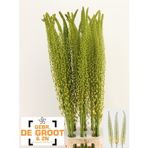 EREMURUS SH YELL SUN