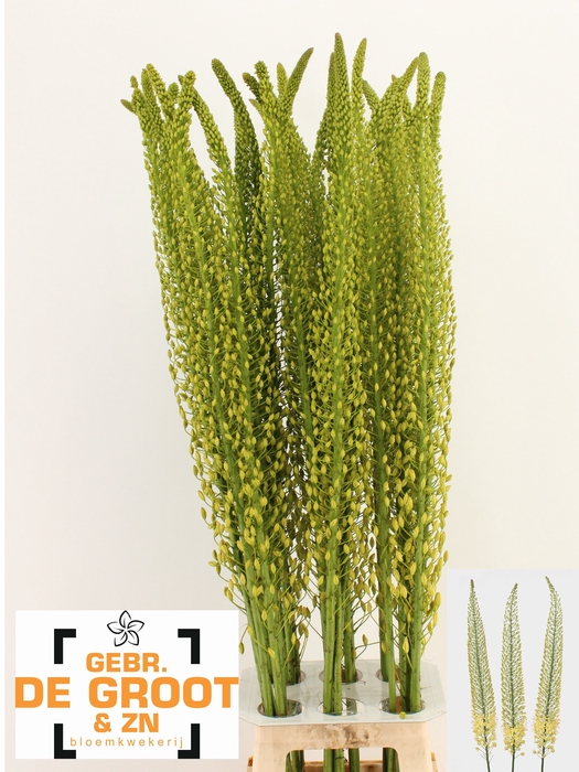 <h4>EREMURUS SH YELL SUN</h4>