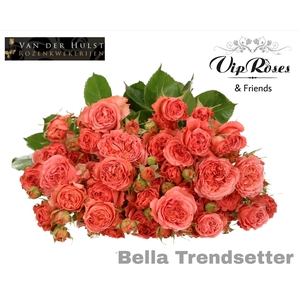 R Tr Bella Trendset (vd Hulst)