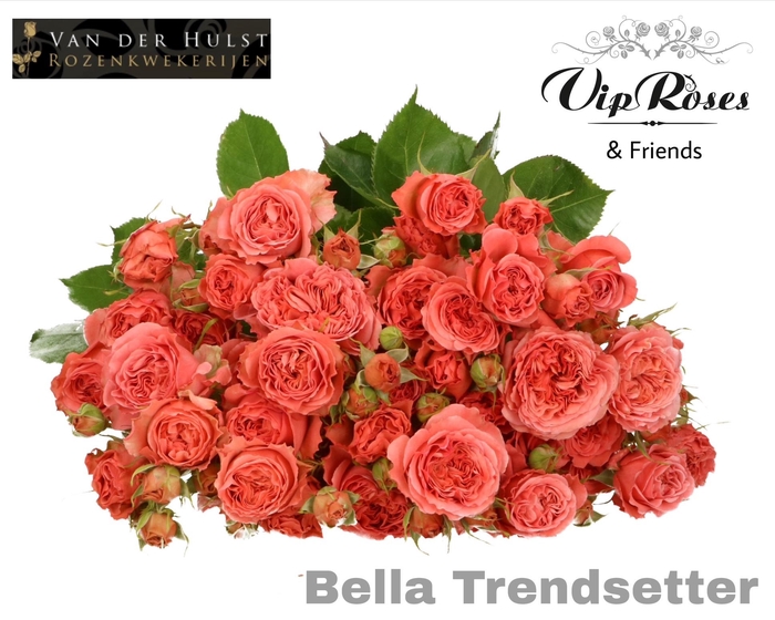 <h4>R TR BELLA TRENDSET (vd Hulst)</h4>