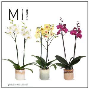 Phalaenopsis Nature Mix 2 spike - 12cm in Ottawa | Mimesis