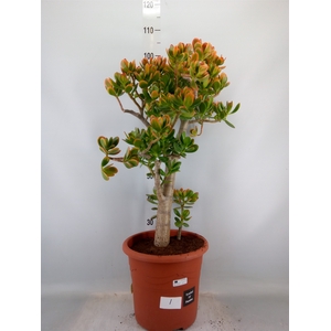Crassula ovata 'Sunset'