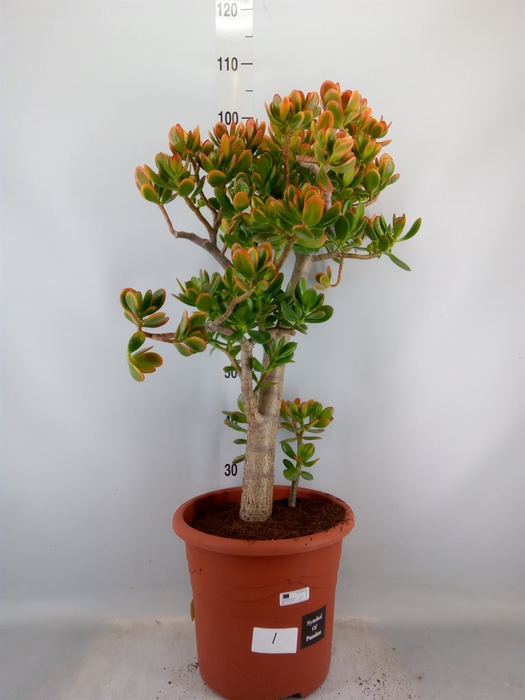 <h4>Crassula ovata 'Sunset'</h4>