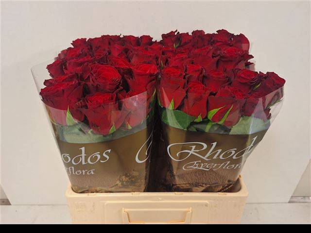 <h4>Rosa large rhodos</h4>
