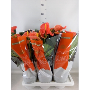 Anthurium andr. 'Madural Orange'