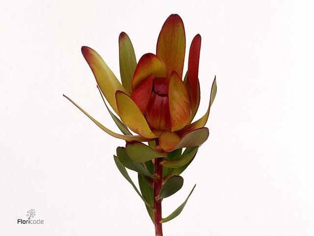 Leucad Red Tag Spray