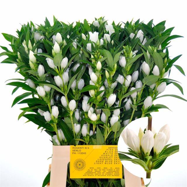 <h4>Genti White Sky</h4>