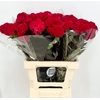 Celosia Cristata Bombay Dark Red