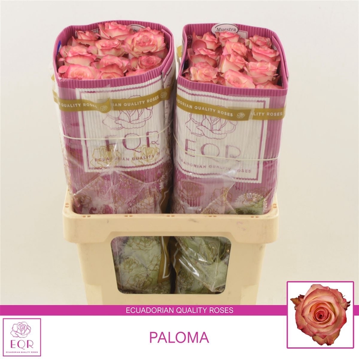 <h4>Rosa gr Paloma</h4>