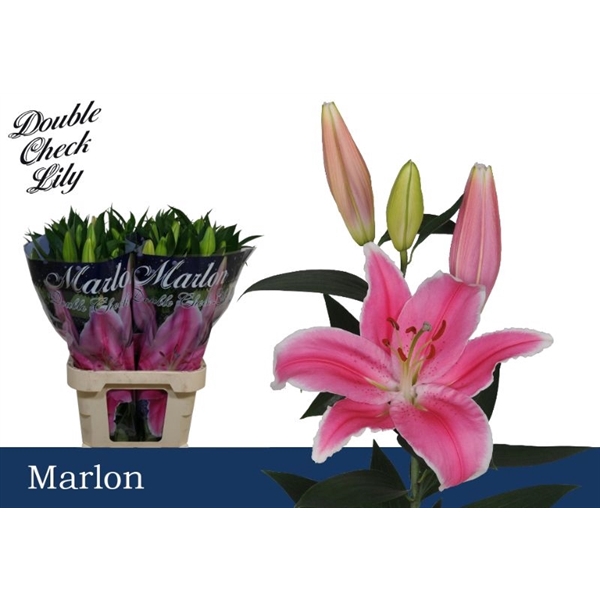 <h4>Li Or Marlon 4+ Double Check</h4>