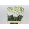 Matthiola Iron White
