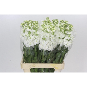 Matthiola Iron White