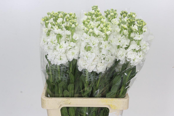 <h4>Matthiola Iron White</h4>
