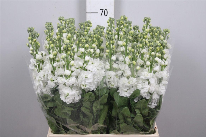 <h4>Matth Aida White</h4>