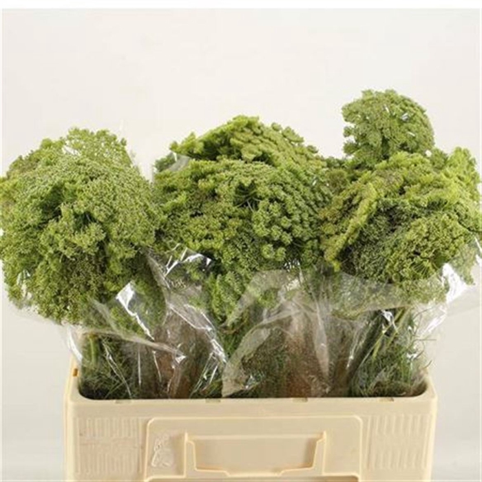 <h4>Ammi Vis Green Mist</h4>