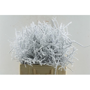 Heidelbeer Vaccinium Snow