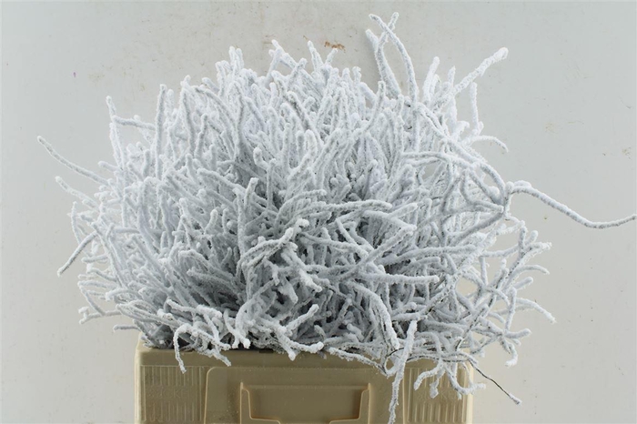 <h4>Heidelbeer Vaccinium Snow</h4>