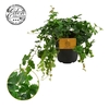 arr8 Parthenocissus Inser