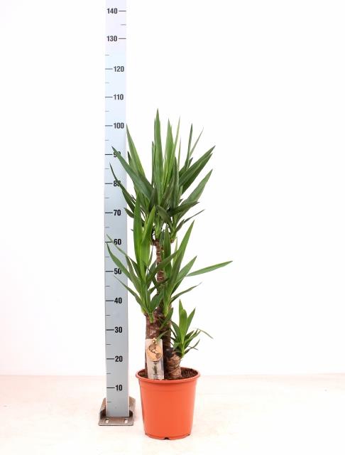 <h4>YUCCA</h4>