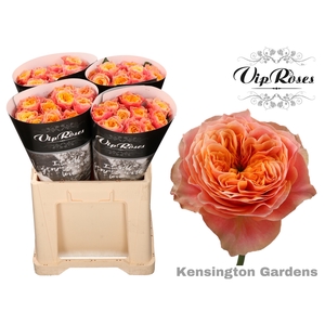 R GR KENSIN GARDENS!