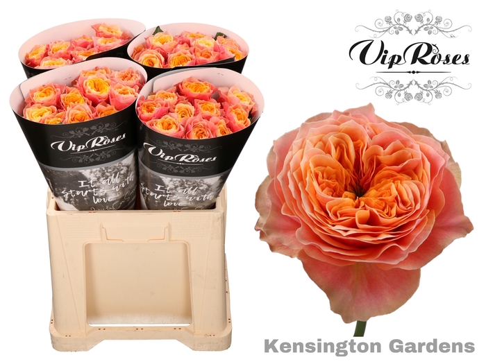 R GR KENSIN GARDENS!
