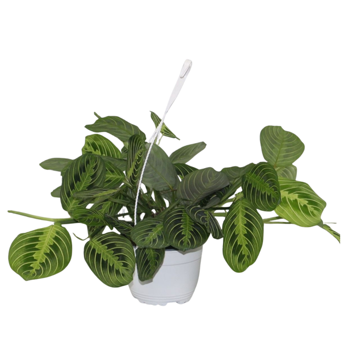 <h4>Maranta leuconeura 'Fascinator' Lemon Lime hangpot</h4>