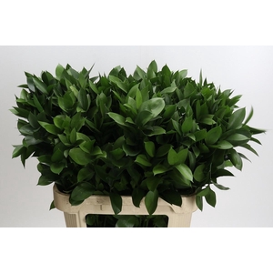 RUSCUS HYPOPHYLLUM