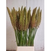 Eremurus Cleopatra