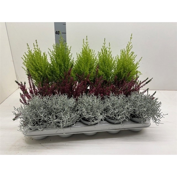 <h4>Herfst mix 3 soorten</h4>
