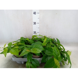 Ficus sagittata