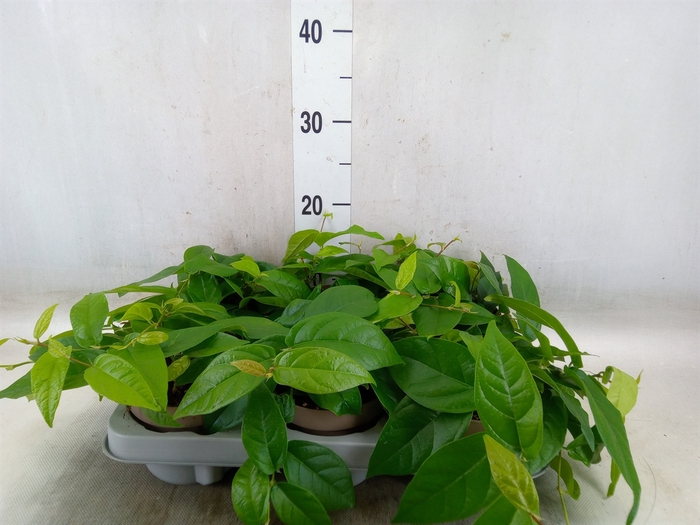 <h4>Ficus sagittata</h4>