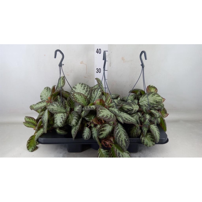 <h4>Episcia ...</h4>