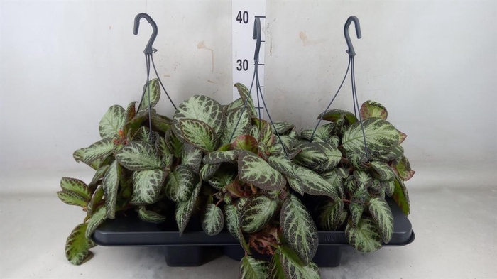 Episcia   ...
