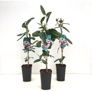 Clematis armandii 'Apple Blossom' 50-60 P14/C2 Full CC