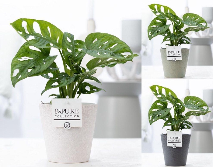 <h4>Monstera Adansonii in P&PURE Ruby cer. ass. 3</h4>