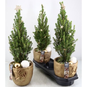 Picea Gl Perfecta