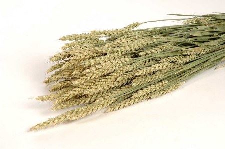 Dried Triticum (tarwe) Natural Bunch